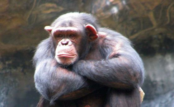 Езикът на жестовете на шимпанзетата и човешкият език следват едни и същи правила