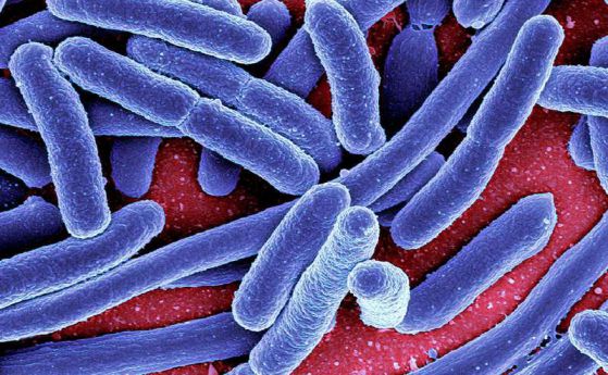 Токсин на чревни бактерии уврежда ДНК и може да е свързан с рака на червата