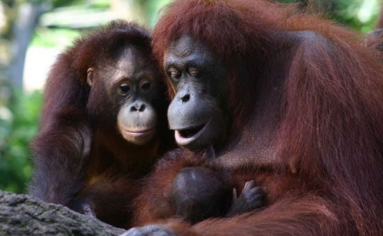 Орангутаните не използват инструментите по инстинкт, а мислят за това, което правят