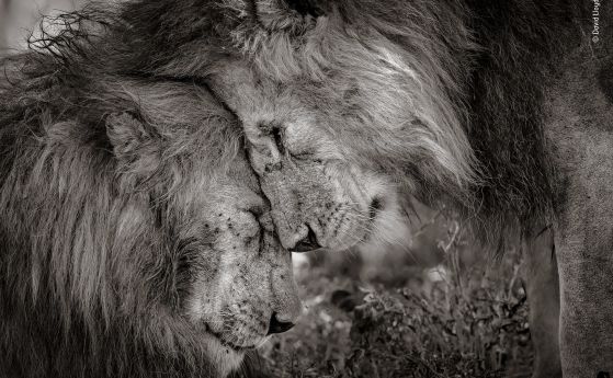 Два мъжки лъва си търкат носовете - снимката, която взе наградата на публиката