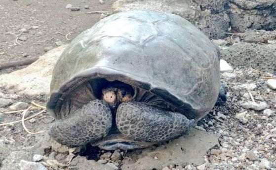 Гигантски вид костенурка, смятан за изчезнал, е намерен жив в Галапагос