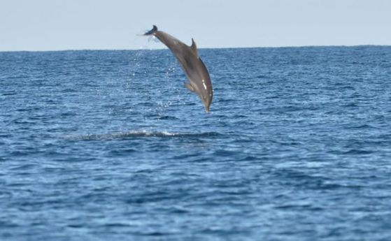 Нов проект за проучване на черноморските делфини
