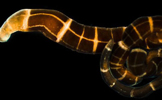 Четири нови вида морски червеи, които могат да регенерират главата си