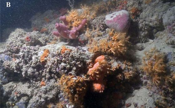 Открит е първият коралов риф по бреговете на Италия