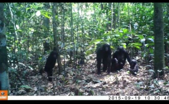 Вижте какво правят дивите маймуни с камерите, които ги записват (видео)