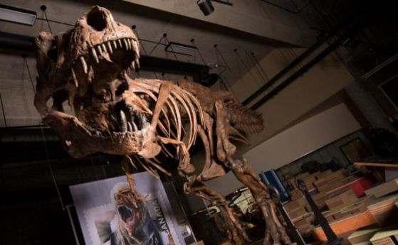 Палеонтолози описаха най-големия тираннозавър в света