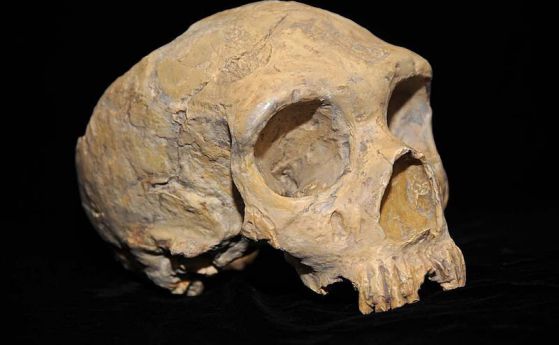 Ужасяващо откритие: Климатичните промени са превърнали неандерталците в канибали