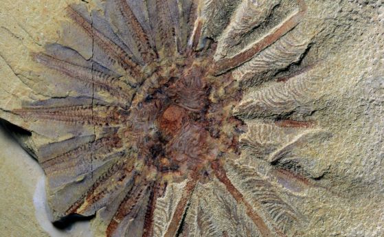 Древно морско създание с 18 пипала може да е предшественик на съвременни мешести
