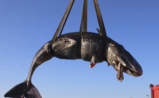 WWF алармира след смъртта на кашалот, в стомаха на който са намерени 22 кг пластмаса
