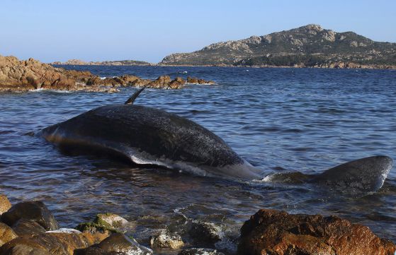 8-метров мъртъв женски кашалот с мъртъв ембрион бе намерен край бреговете на Сардиния. В стомаха й са открити и над 20 килограма пластмасови боклуци.