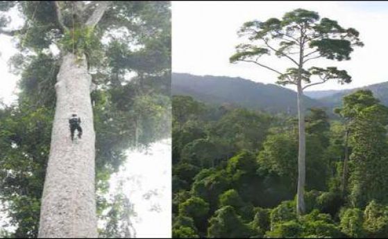 Най-високото тропическо дърво в света е повече 100 м (видео)