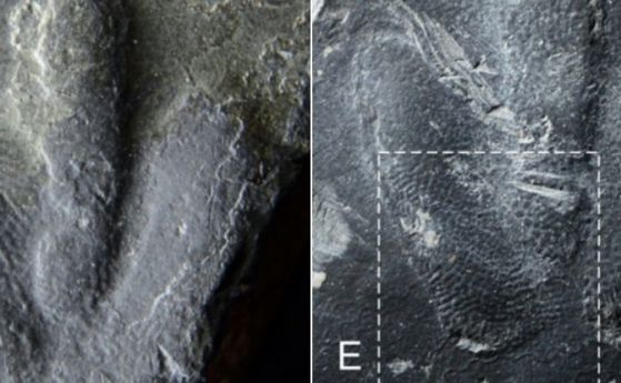 Учени откриха невиждани досега "пръстови отпечатъци" от динозавър