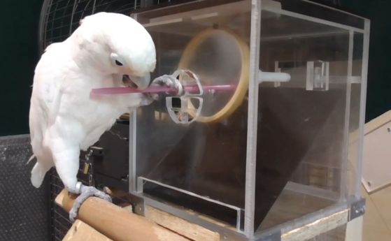 Вижте как тази умна птица планира работата си като майстор (видео)