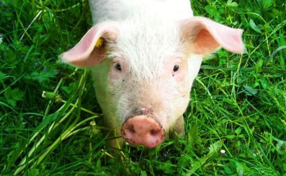 Свински мозъци са частично съживени след смъртта. Какви въпроси повдига това?