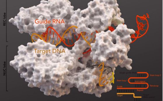 Университетът на Пенсилвания потвърди първата употреба на CRISPR върху хора в САЩ