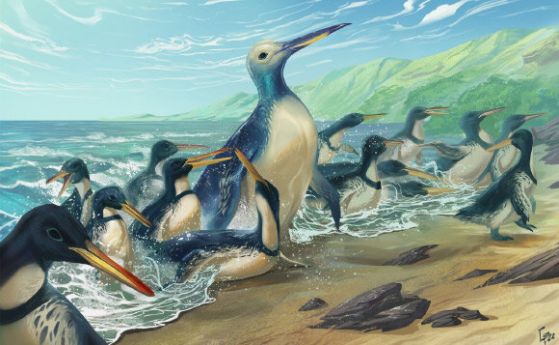 Открити са фосили на гигантски пингвин - най-големият, живял някога