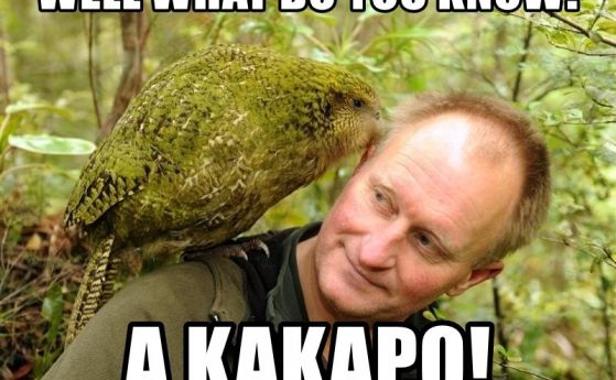 Папагалите Какапо се размножават с рекордни темпове (видео)