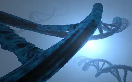Може ли "ген на дълголетието" да удължи човешкия живот?