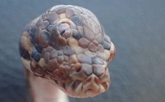 В Австралия откриха рядка змия с три очи