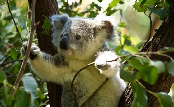 Не, коалите не са „функционално изчезнали“, но са в беда