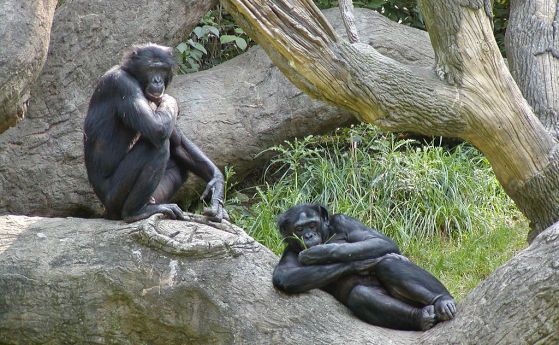 Мамини синчета в животинския свят? Майките бонобо помагат на синовете си да имат повече деца
