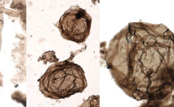 Гъба на милиард години е най-древният многоклетъчен сухоземен организъм, намиран досега 