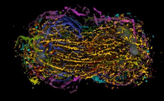 Учени създадоха най-детайлната визуализация на клетъчно делене (видео) 