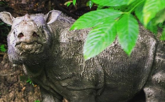 Почина последният известен мъжки суматрански носорог в Малайзия (видео)