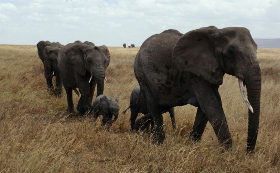 Намаляват убитите от бракониери африкански слонове