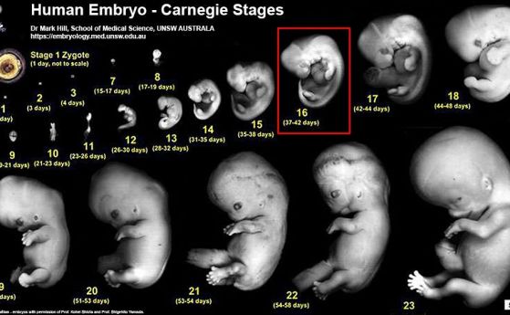Ембрионът на 6 седмици няма сърце