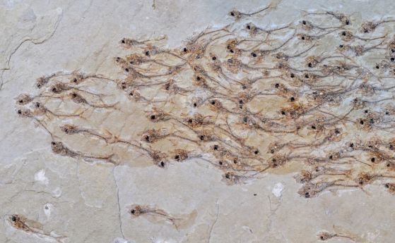 Открита е вкаменелост, в която е запазен цял пасаж рибки