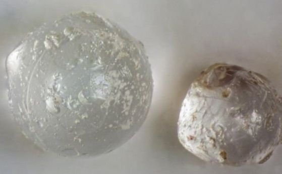 Космически перли: Вкаменени миди съдържат доказателства за древен метеорит