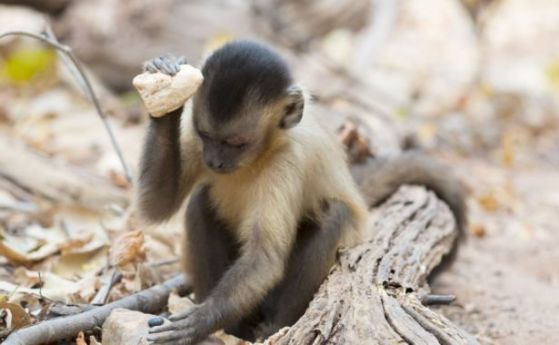 Тези маймуни капуцини са от 3000 години в собствена „каменна ера“ (видео)