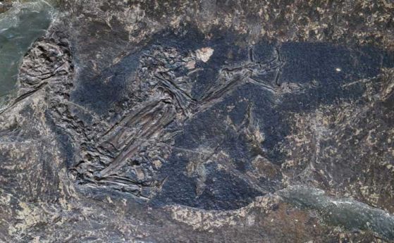 За пръв път откриха запазен цвят на пера във фосил на 48 милиона години