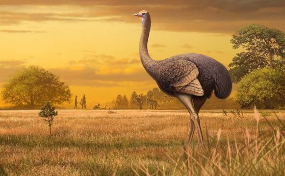 Руски учени намират в Крим първите за Европа фосили на гигантски птици