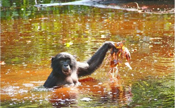 Маймуните бонобо избират за храна богати на йод водни растения. Какво значи това за човешката еволюция