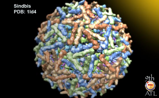 Учени използват вируси за контролирана еволюция