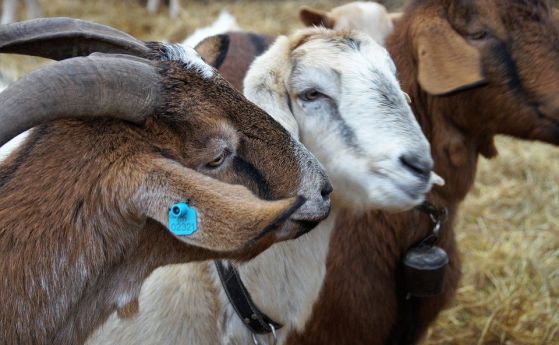 Козите могат да разберат емоционалното състояние на събратята си по звуците на блеенето им