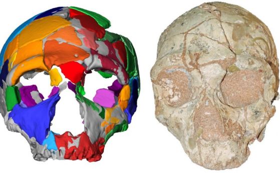 Загадъчен череп от Гърция предизвика обрат в историята за първите хора, напуснали Африка