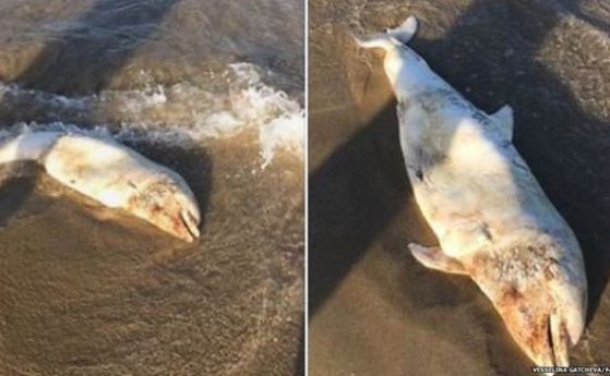 BBC съобщава за проблема с мъртвите черноморски делфини