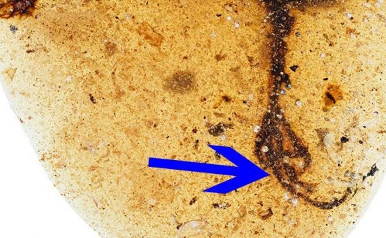 Уникална птица с дълъг пръст бе открита в кехлибар на 99 милиона години