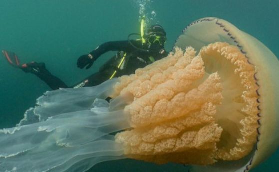 Вижте огромната медуза, забелязана до бреговете на Великобритания (видео)