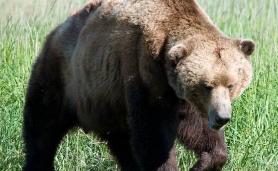 Опасна мечка избяга от клетката си, преодоля 3 електрически огради и сега е на свобода