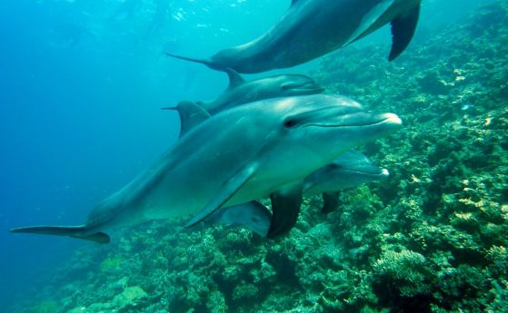 Грапавата кожа на делфините, улесняваща плуването им, се оказа... мит