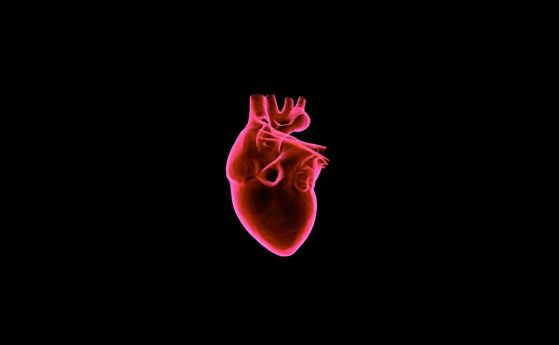 Нов вид клетки, открити в перикарда, дават надежда за лечение на сърдечни травми