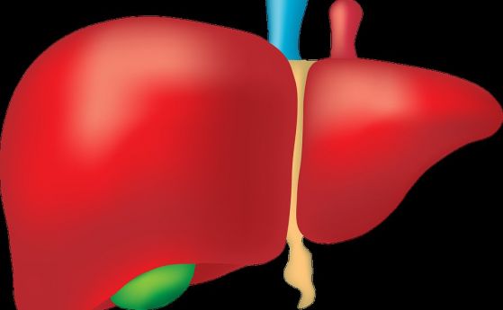 Клетки в черния дроб може да заместят трансплантациите