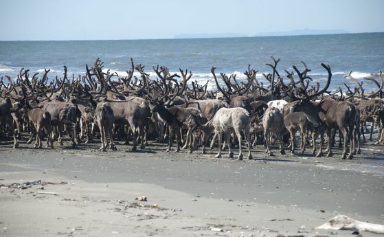 И финладските елени се разхлаждат на плажа
