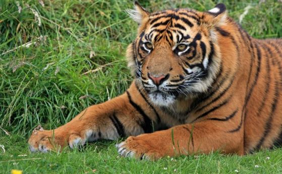 Популацията на тигрите в Индия се е увеличила с 33% от 2014 г. насам