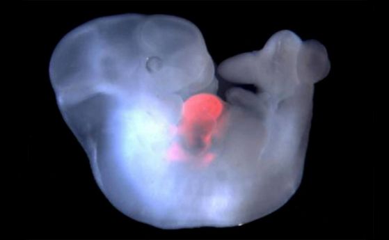 Създаден е първият в света ембрион-химера от маймуна и човек
