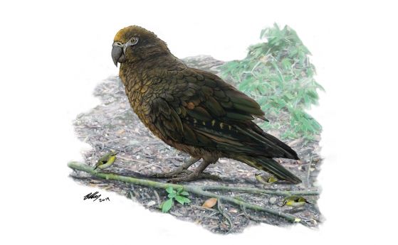 Гигантски папагал на 19 милиона години е открит в Нова Зеландия